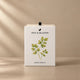 Parsley Grow Kit