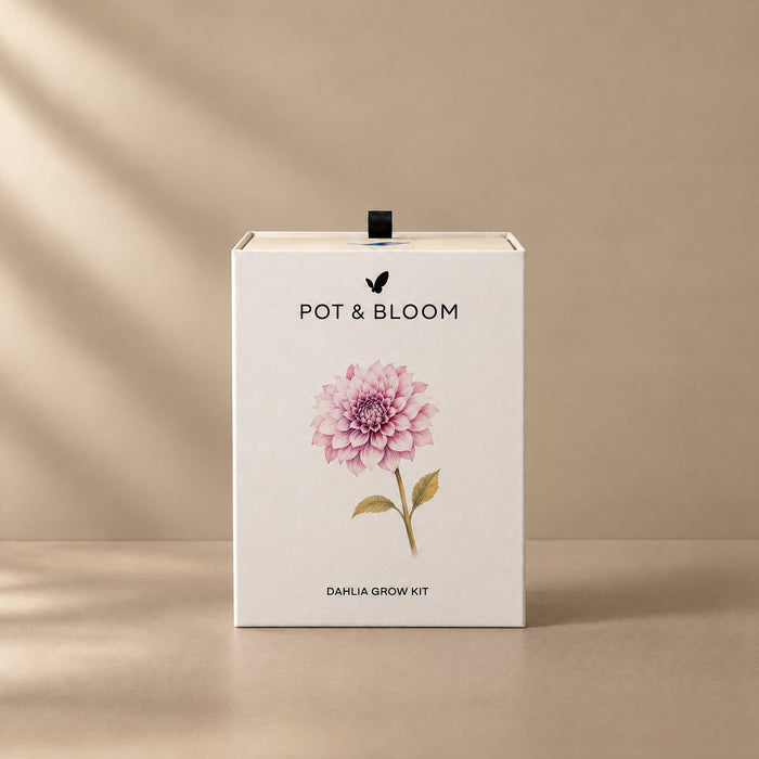 Dahlia Grow Kit
