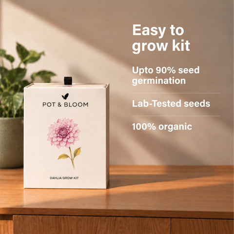 Dahlia Grow Kit