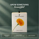 Marigold Grow Kit (4 Inch Kit)
