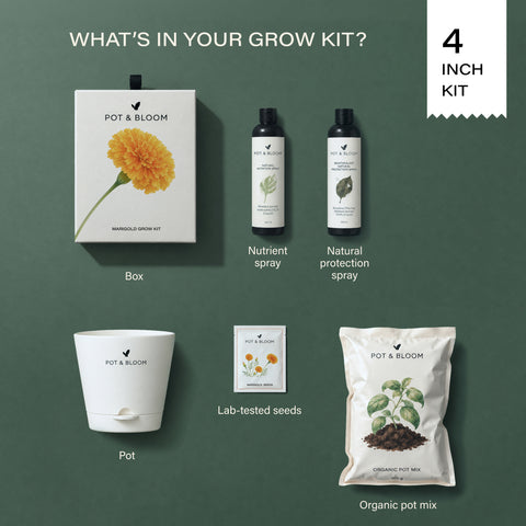Marigold Grow Kit (4 Inch Kit)