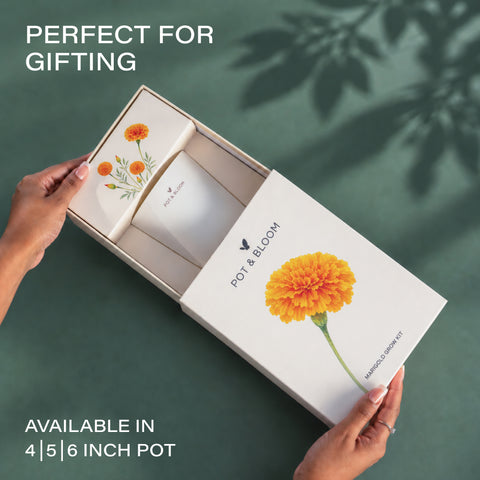 Marigold Grow Kit (4 Inch Kit)