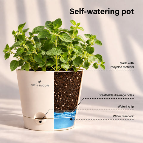 Oregano Kit
