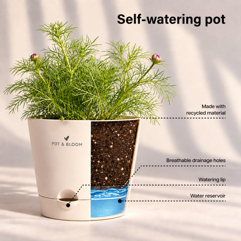 Cosmos Grow Kit