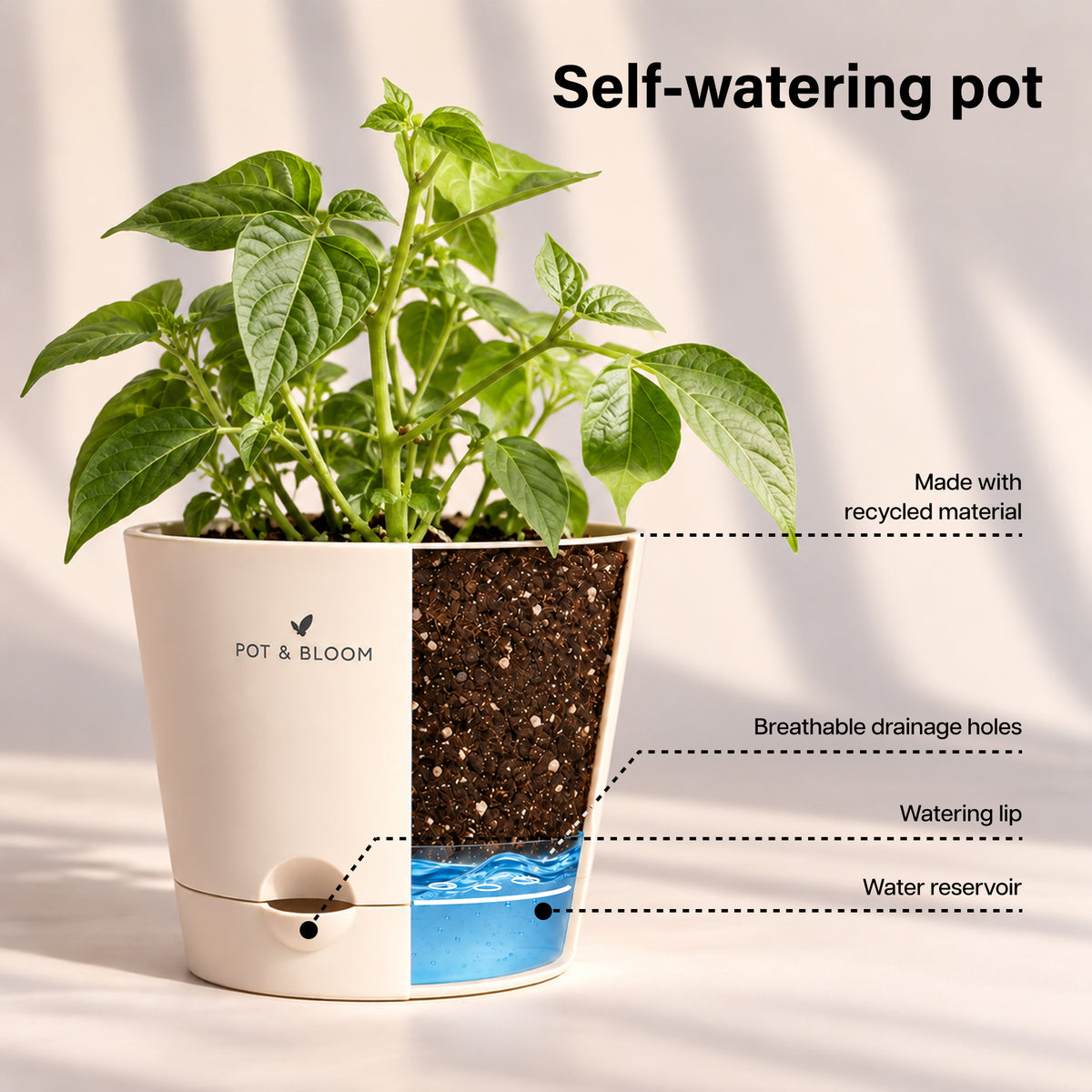 French Beans Grow Kit