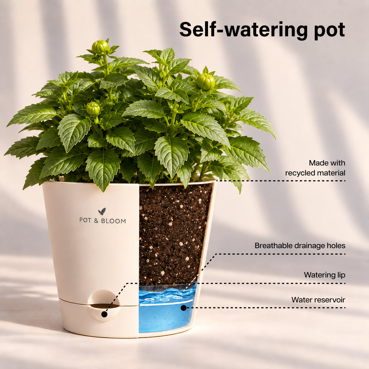 Dahlia Grow Kit
