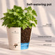 Parsley Grow Kit