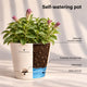 Petunia Grow Kit