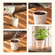 Parsley Grow Kit