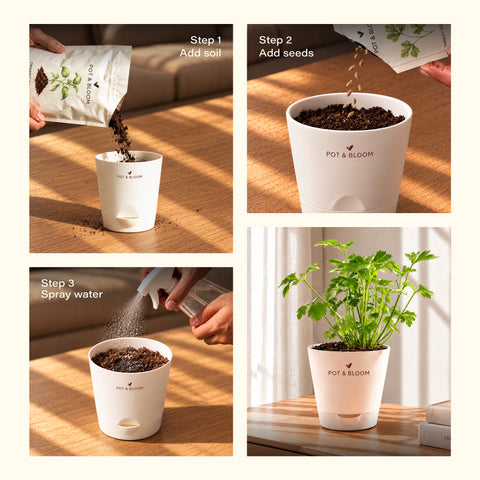 Parsley Grow Kit