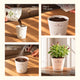 Petunia Grow Kit