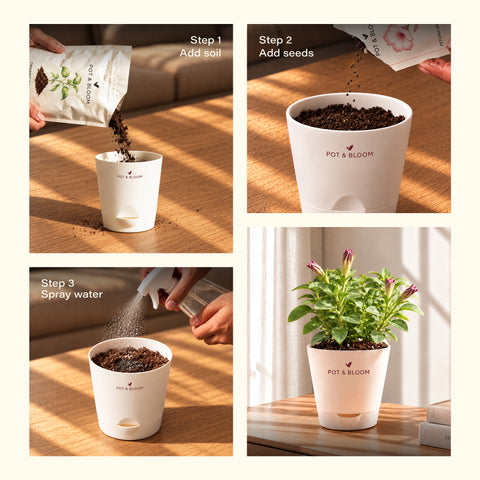 Petunia Grow Kit