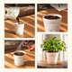 Oregano Kit