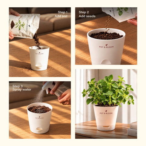 Oregano Kit