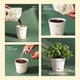 Cherry Tomato Grow Kit (4 Inch Kit)