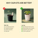 Okra Grow Kit  (4 Inch Kit)