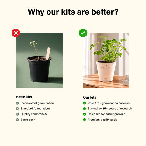 Parsley Grow Kit