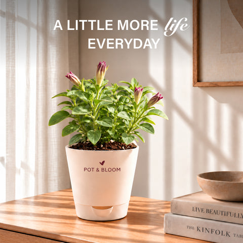 Petunia Grow Kit