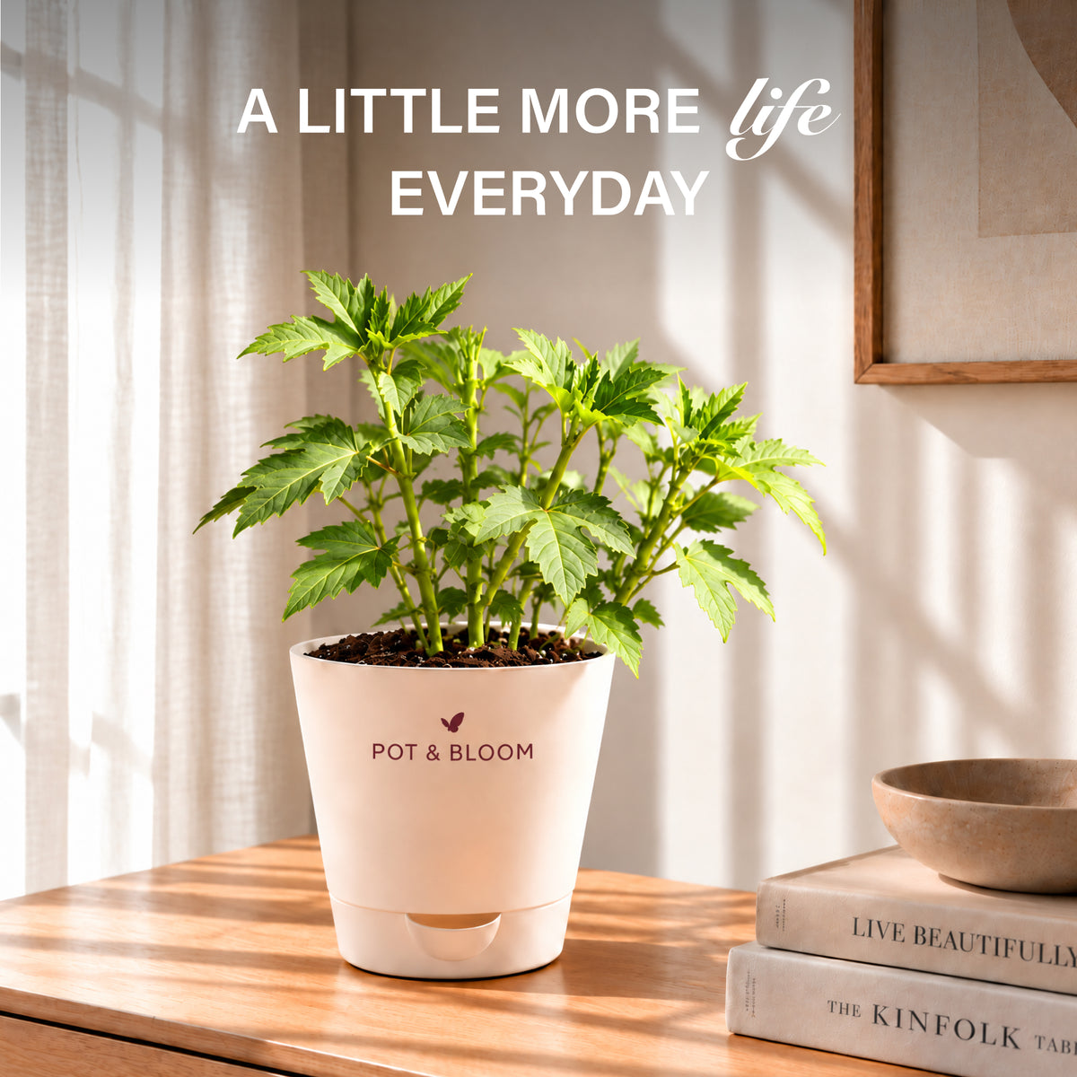 Okra Grow Kit