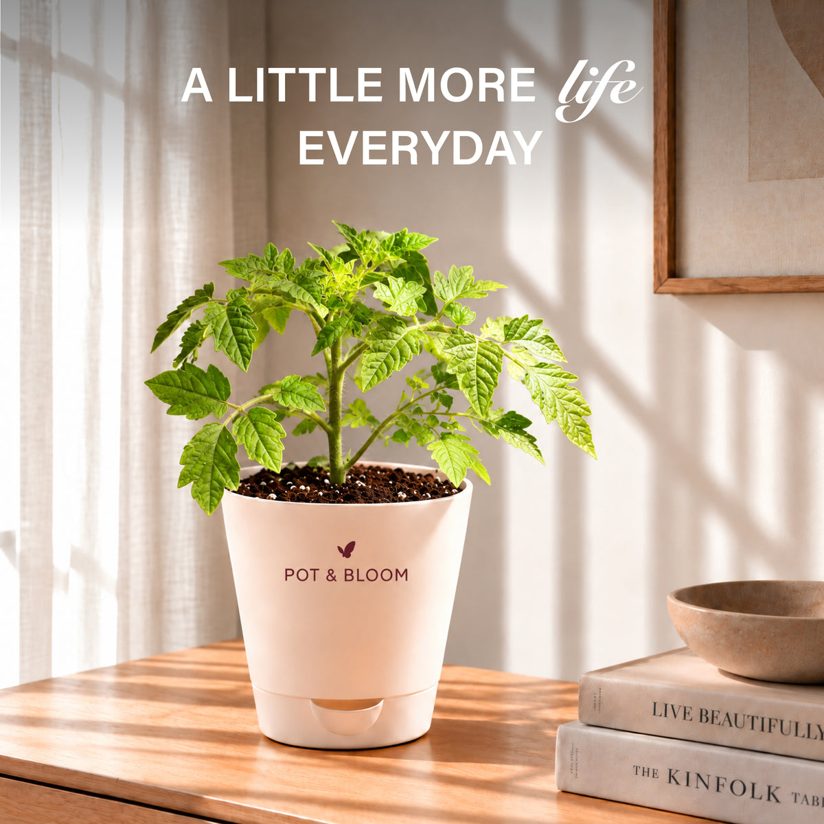 Cherry Tomato Grow Kit