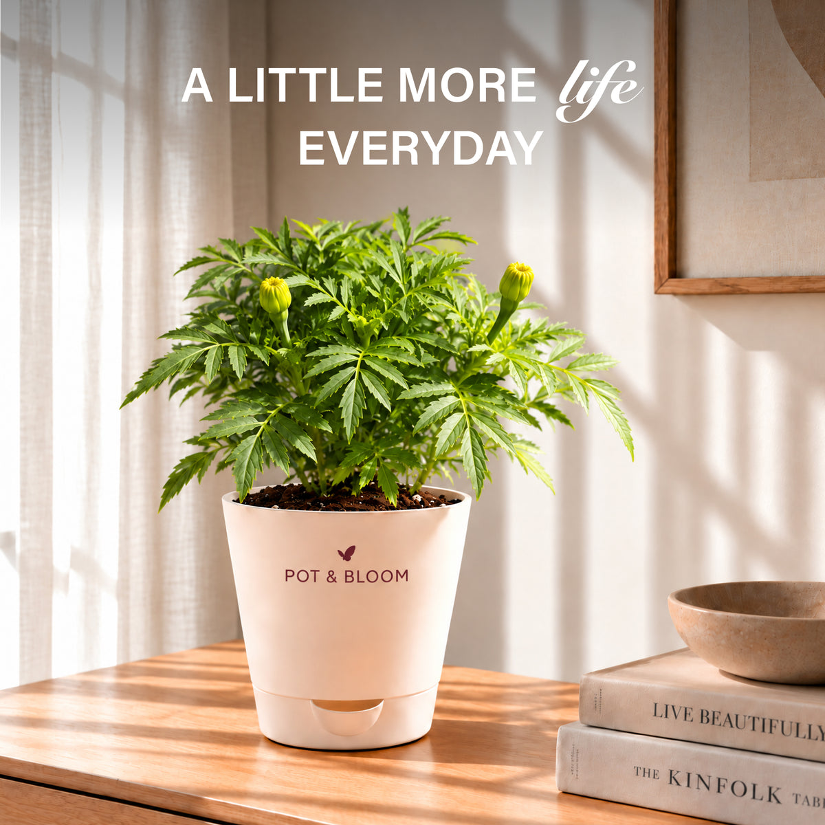 Marigold Grow Kit