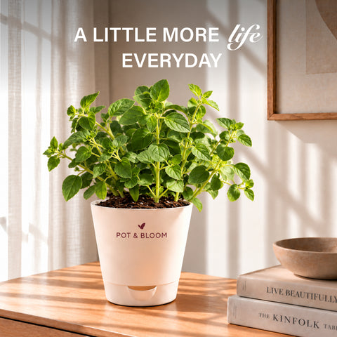 Oregano Kit