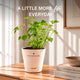 Parsley Grow Kit