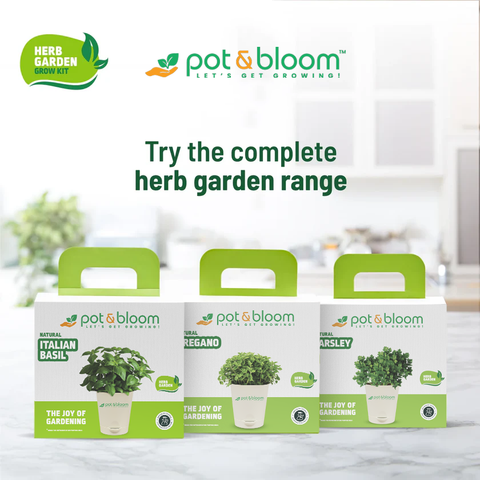 Italian Basil Kit