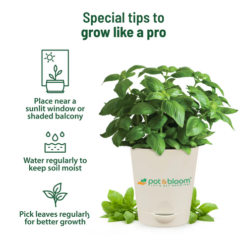 Italian Basil Kit