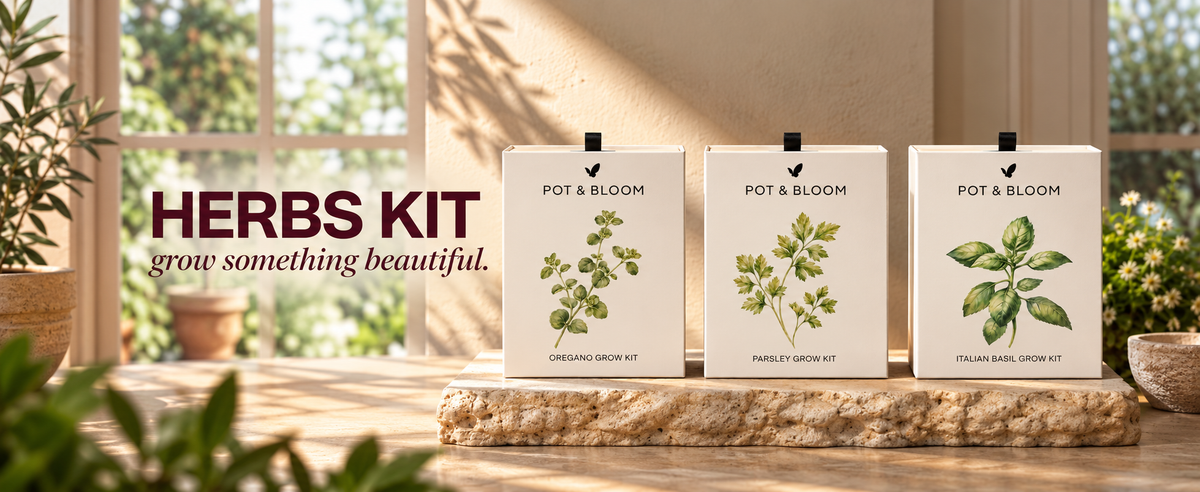 Herbs Grow Kit