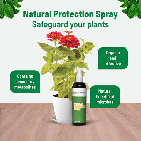 Nutrition and Protection Spray Combo 100ml