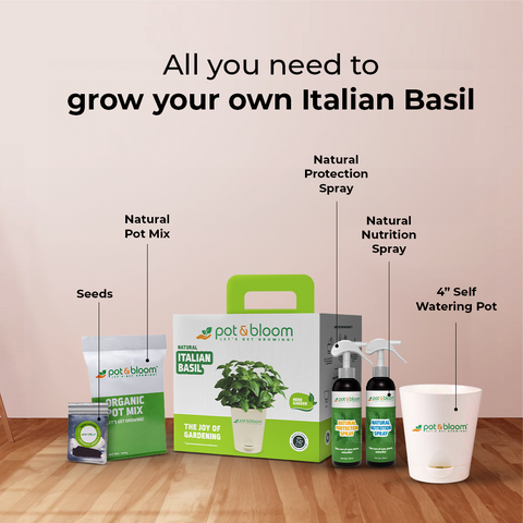 Italian Basil Kit