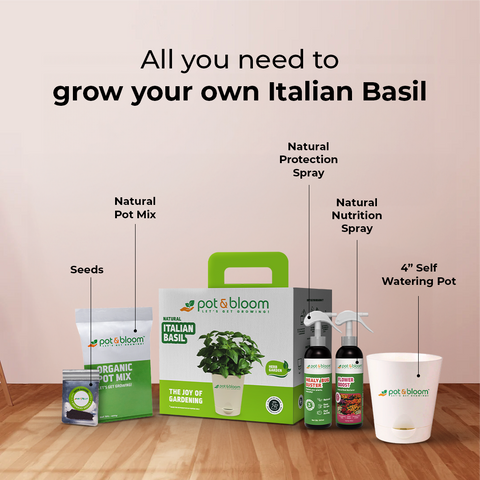 Italian Basil Kit