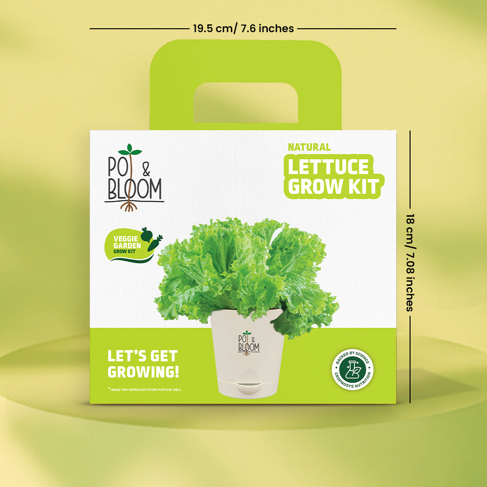 Buy Natural Lettuce Grow Kit Online at Best Price | Pot and Bloom
