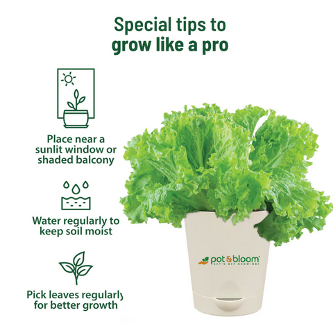 Lettuce Grow Kit (Medium)