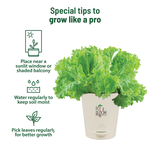 Lettuce Grow Kit (Medium)