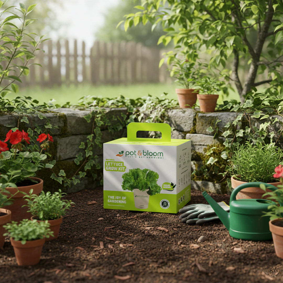 Buy Natural Lettuce Grow Kit Online at Best Price | Pot and Bloom