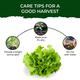 Lettuce Grow Kit (Medium)