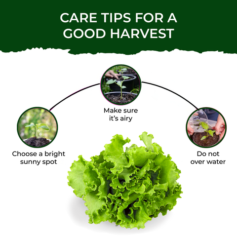 Lettuce Grow Kit (Medium)