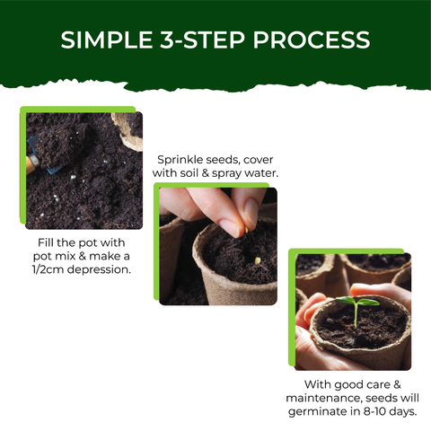 Lettuce Grow Kit (Medium)