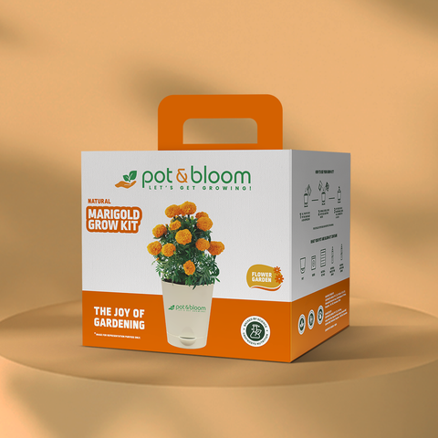 Marigold Grow Kit (Medium)