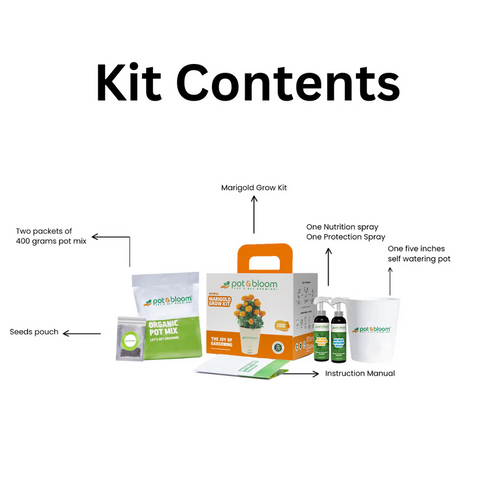 Marigold Grow Kit (Medium)
