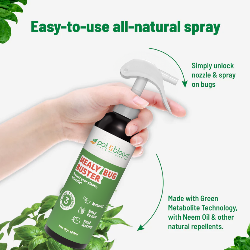 mealybug spray for indoor plants Buy Mealy Bug Control Spray (500ml) Online at Best Price