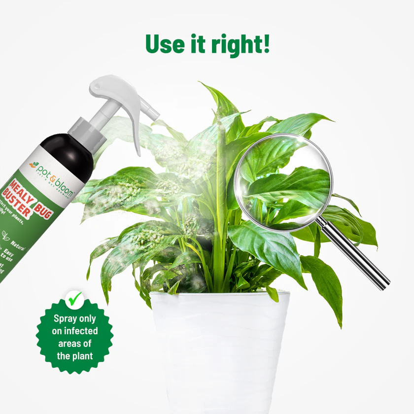 best bug spray for pot plants Buy Mealy Bug Control Spray (500ml) Online at Best Price