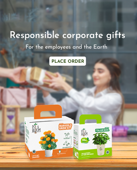 Plants for Corporate Gifts