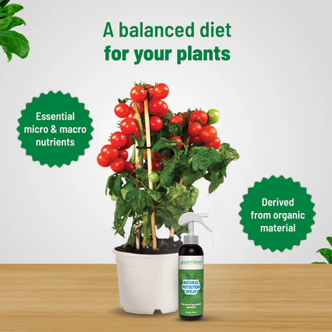 Nutrition Spray 250 ml