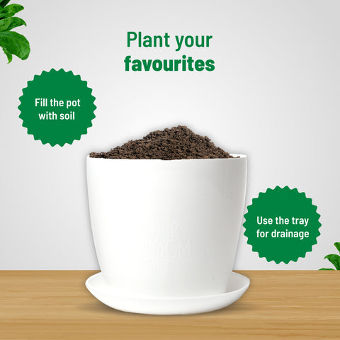 Plant pot Plates: indoor plant pots | Pot & bloom