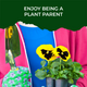 Treasures Pansy Grow Kit