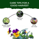 Treasures Pansy Grow Kit
