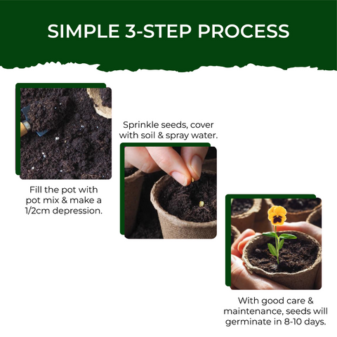 Treasures Pansy Grow Kit